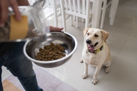 Wie viel Nassfutter braucht ein Hund pro Tag