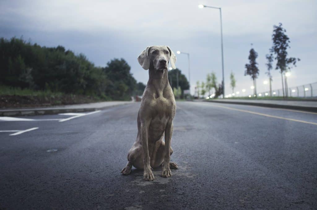hund jault an der Straße