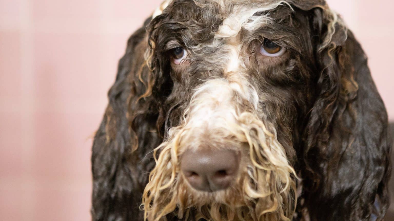 Hund hat Blut im Urin 5 Ursachen & Wann zum Tierarzt ([year])