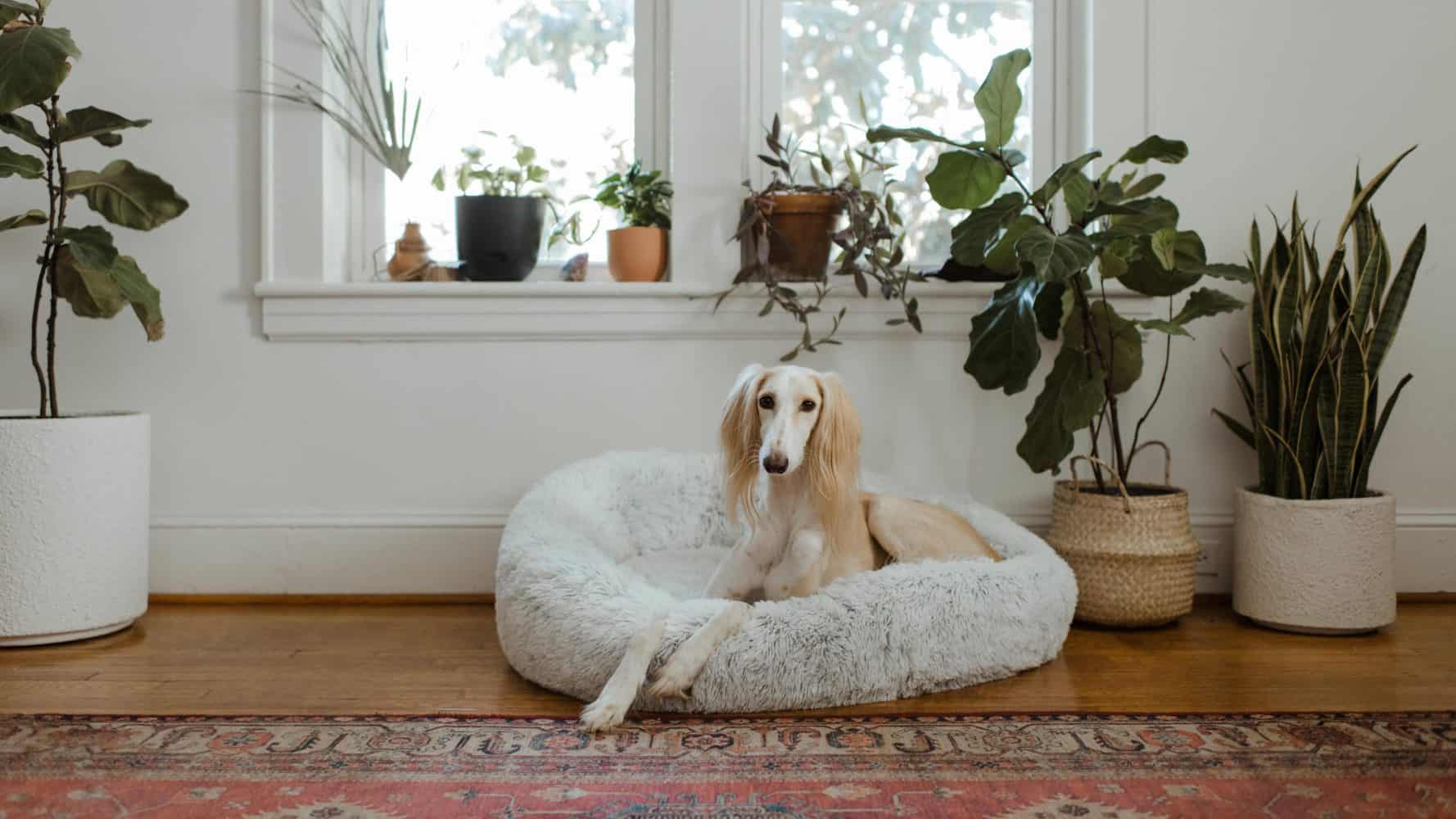 Orthopädisches Hundebett für große Hunde im Wohnzimmer