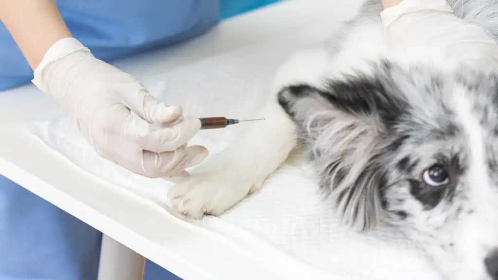 Tierarzt Hund hat Ohr Pilz