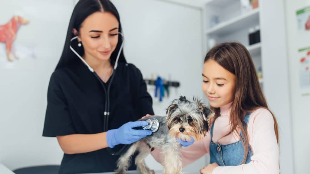 Tierarzt untersucht Hund mit Frau