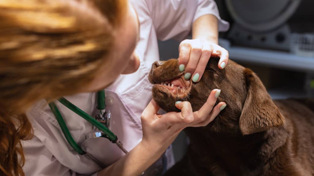 Hund hat Schaum vorm Mund Tierarzt