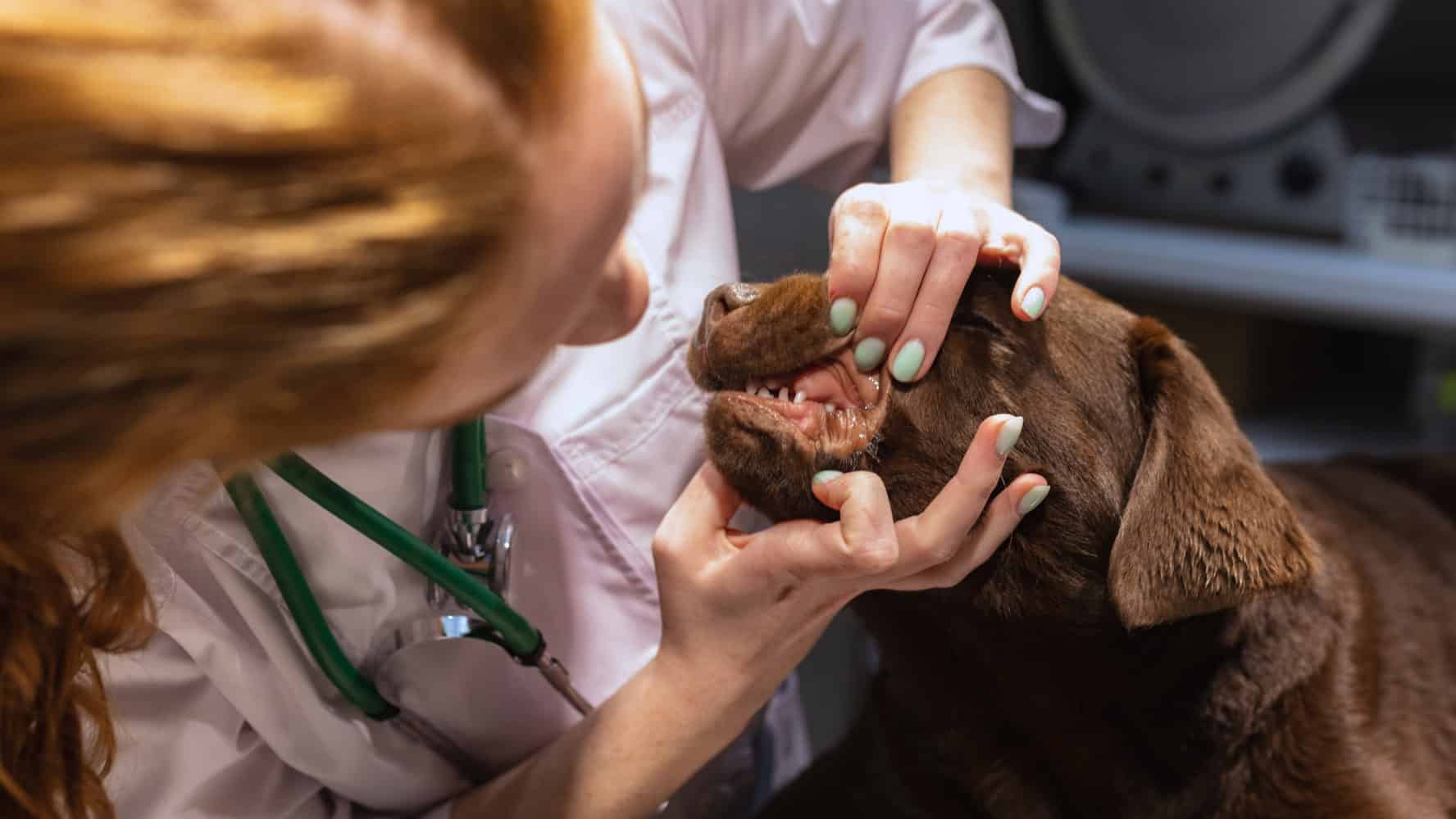 Fremdkörper Aus Nase Entfernen Hund Kosten happyhunde.de