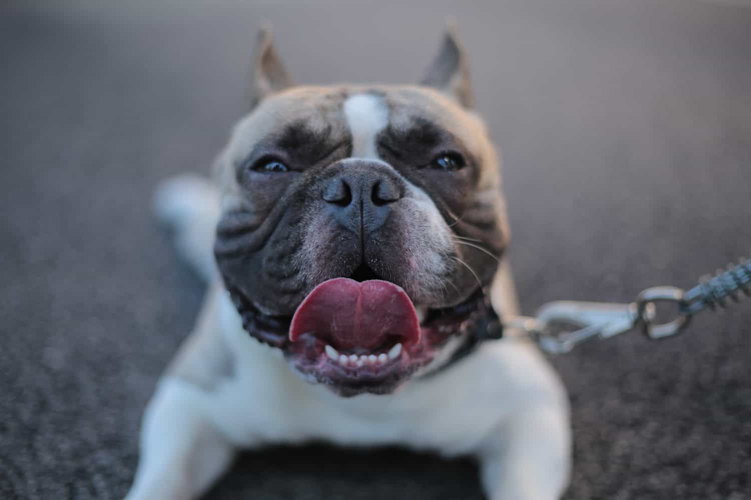 ufravigelige gas søn Hund atmet schwer: 9 Ursachen & Was du Jetzt tun solltest
