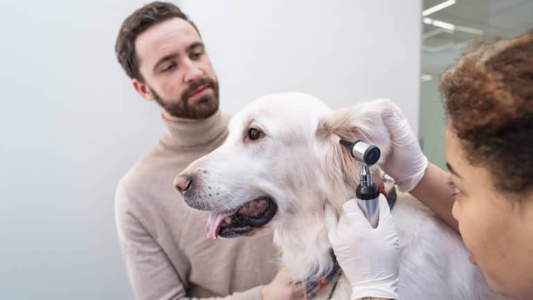 Blutohr Beim Hund Selbst Behandeln happyhunde.de