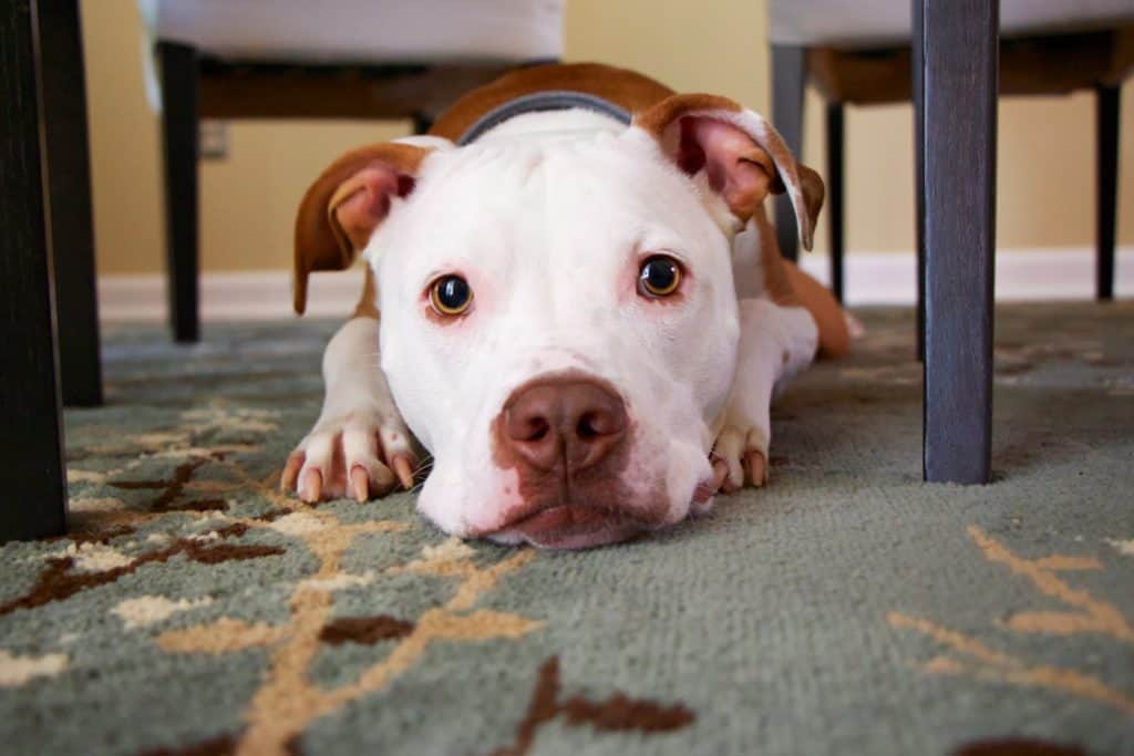 Hund pinkelt auf Teppich