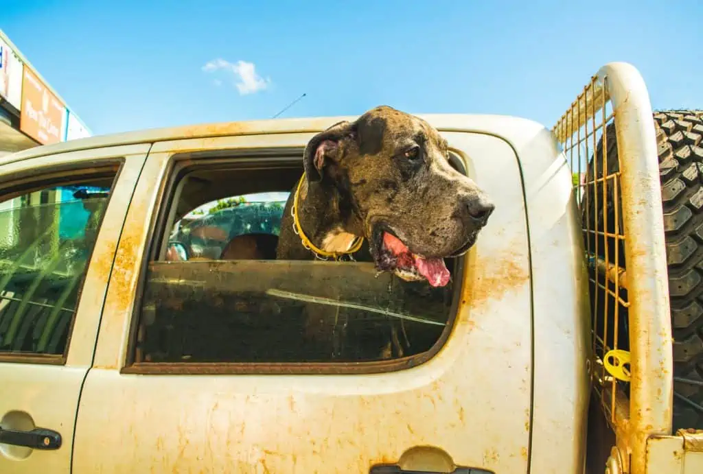 hund sabbert beim autofahren