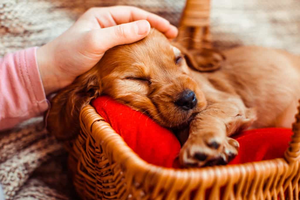 wann sollte ein hund abends schlafen gehen