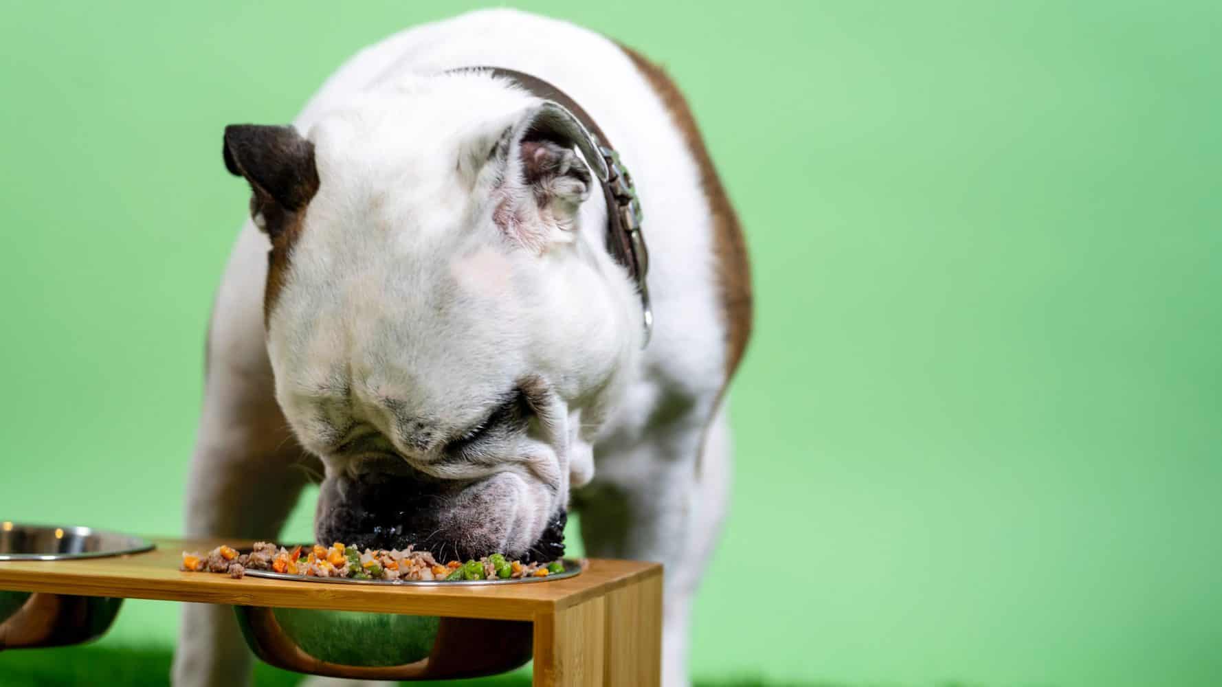 hund verweigert essen und frisst nur leckerlis