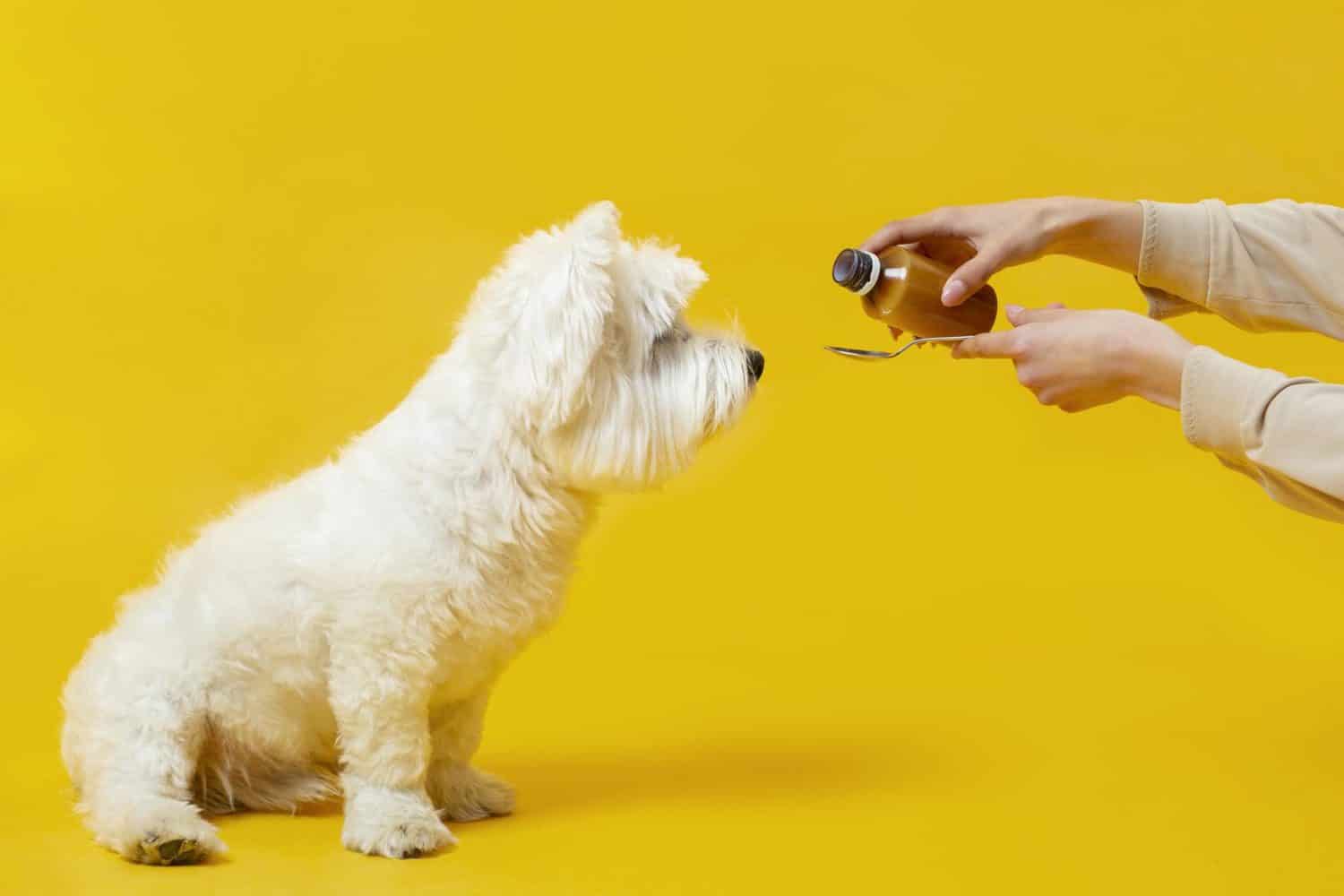 Giardien Hund Hausmittel Giardien Hund Hausmittel