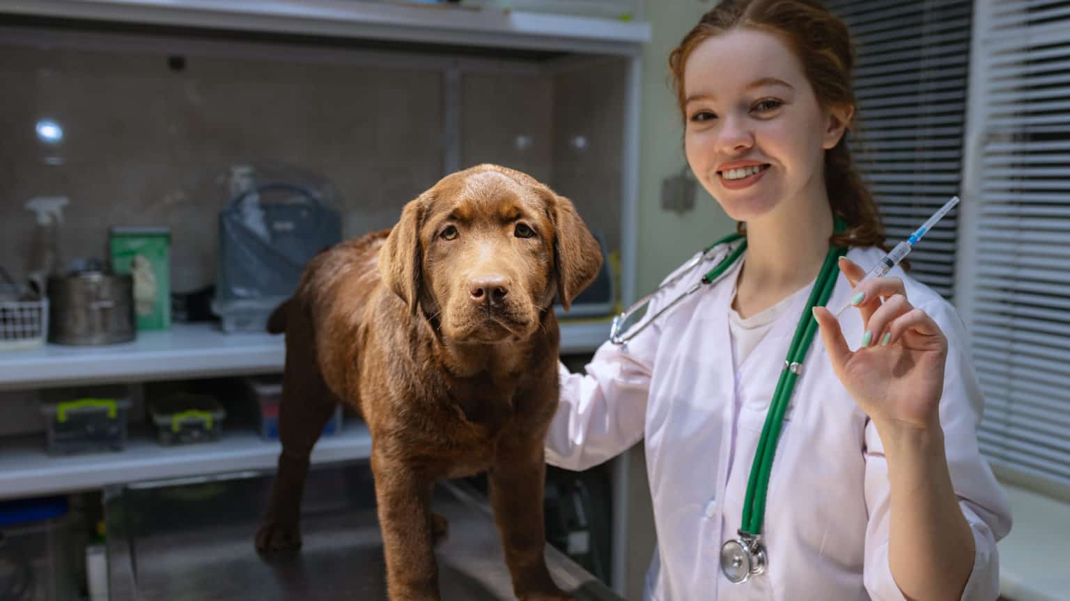 Warzen beim Hund: Ursachen, Alterswarzen & Behandlung ([year])