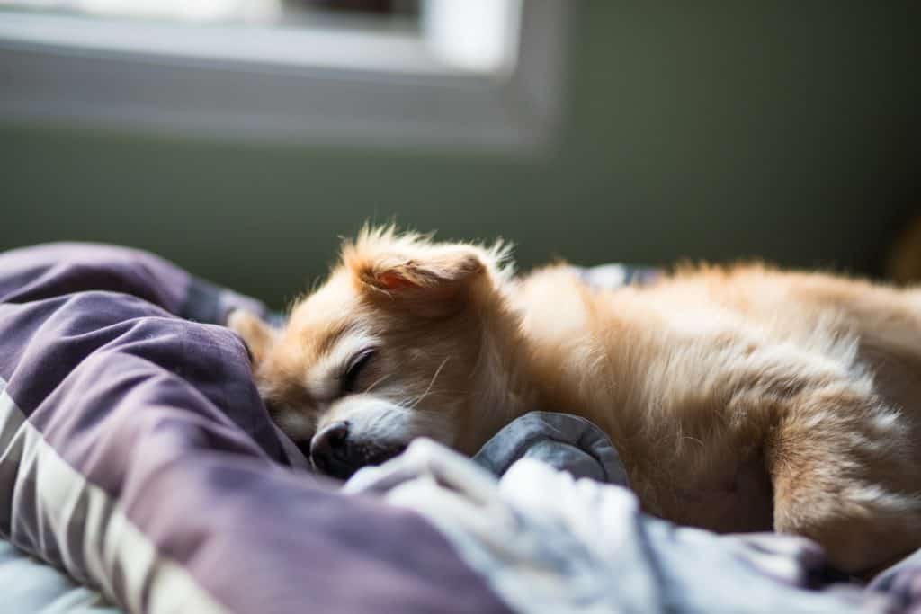 Hund atmet schnell im schlaf Ursachen