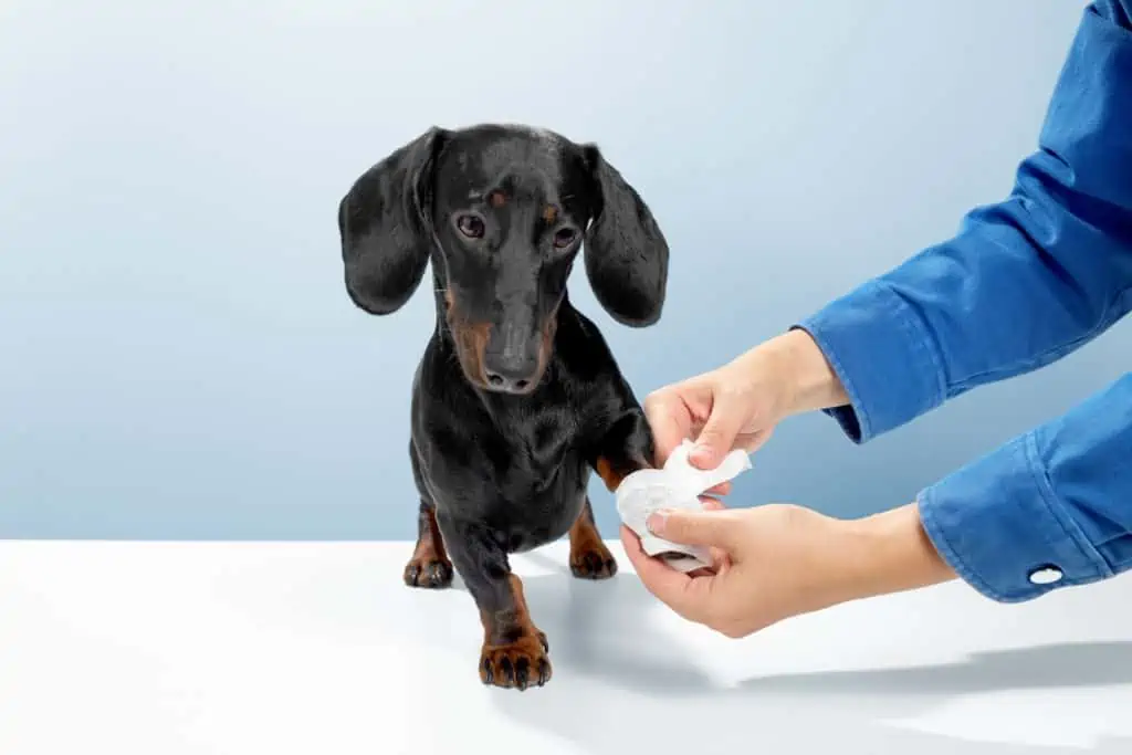 Zwischenzehengranulom Pododermatitis Beim Hund Ratgeber Zwischenzehengranulom Pododermatitis Beim Hund Ratgeber