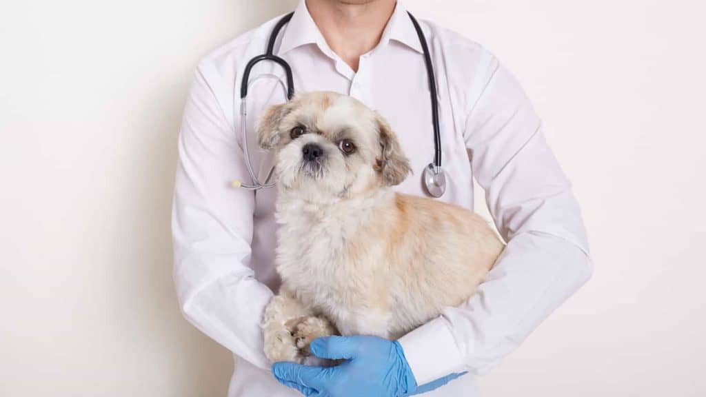 Hund bei Tierarzt auf Arm