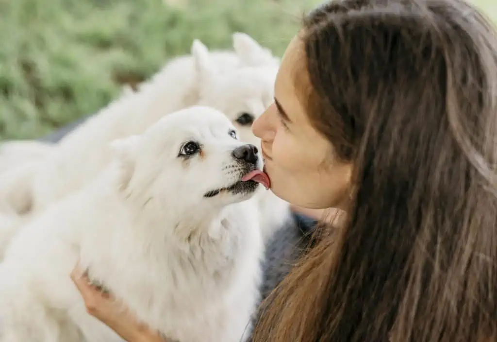 warum lecken hunde einen ab