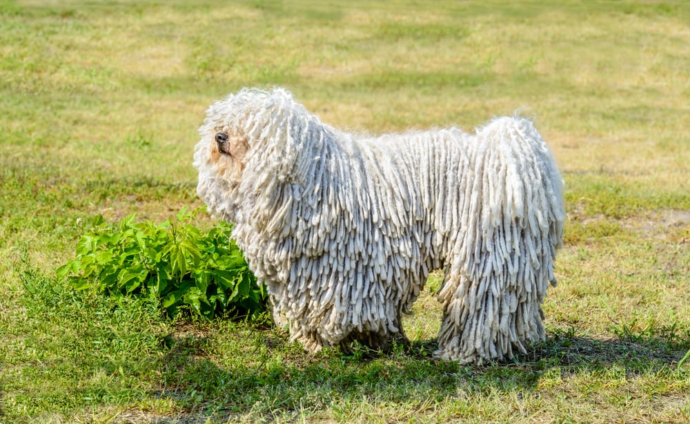 Puli - eine Hunderasse mit langen Haaren
