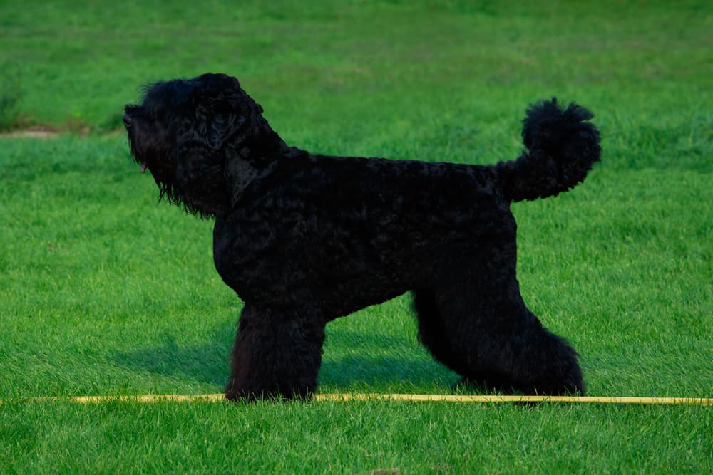 Russischer Schwarzer Terrier