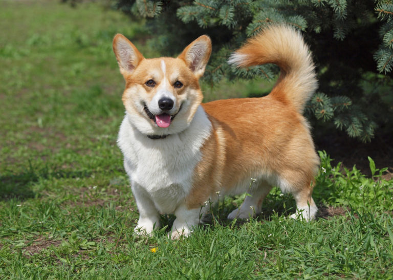 Tricolore Hunde: 16 Dreifarbige Hunderassen (Mit Bildern)