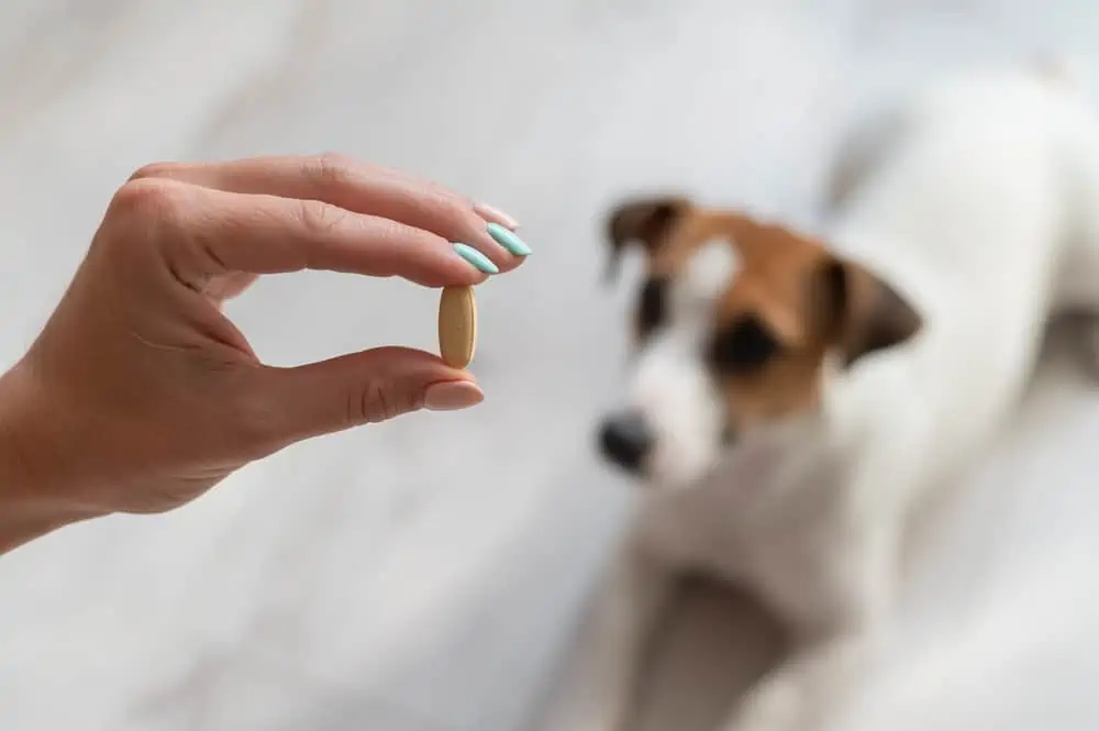 Diskret Poleret ret Cerenia für Hunde: Anwendung, Dosierung & Erfahrungen