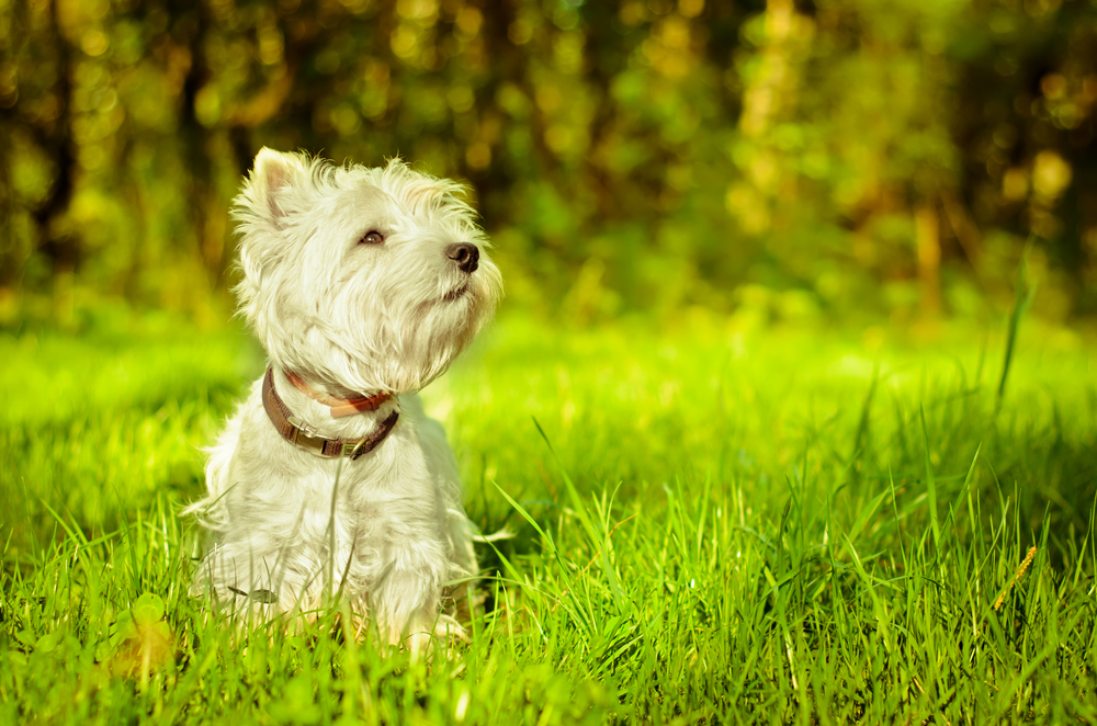 West Highland White Terrier - Der Kultige