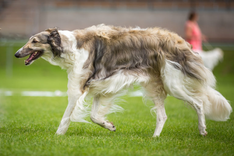 12 Hunderassen mit langer Schnauze (Mit Bildern)