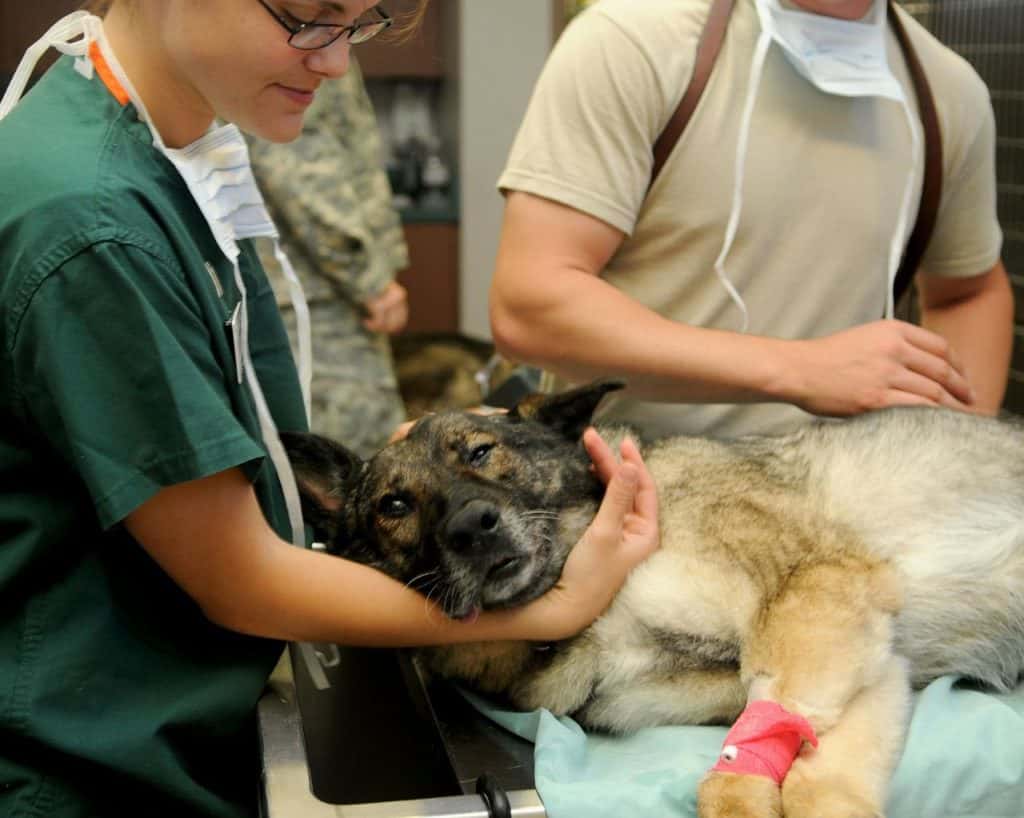 Hund bei einer Gebärmutterentzündung einschläfern