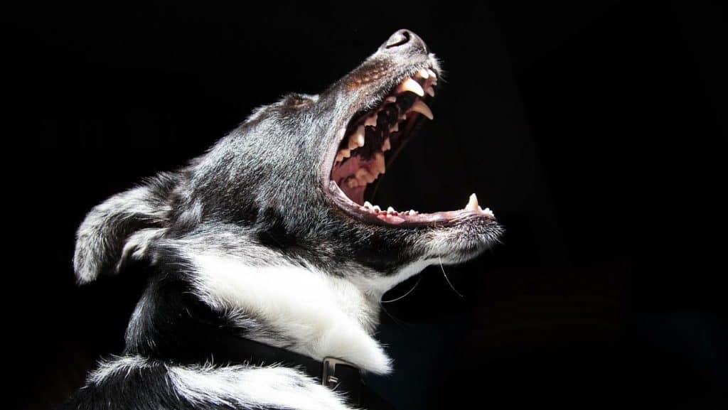 Hund stinkt aus dem Maul nach Verwesung: 3 ernste Ursachen