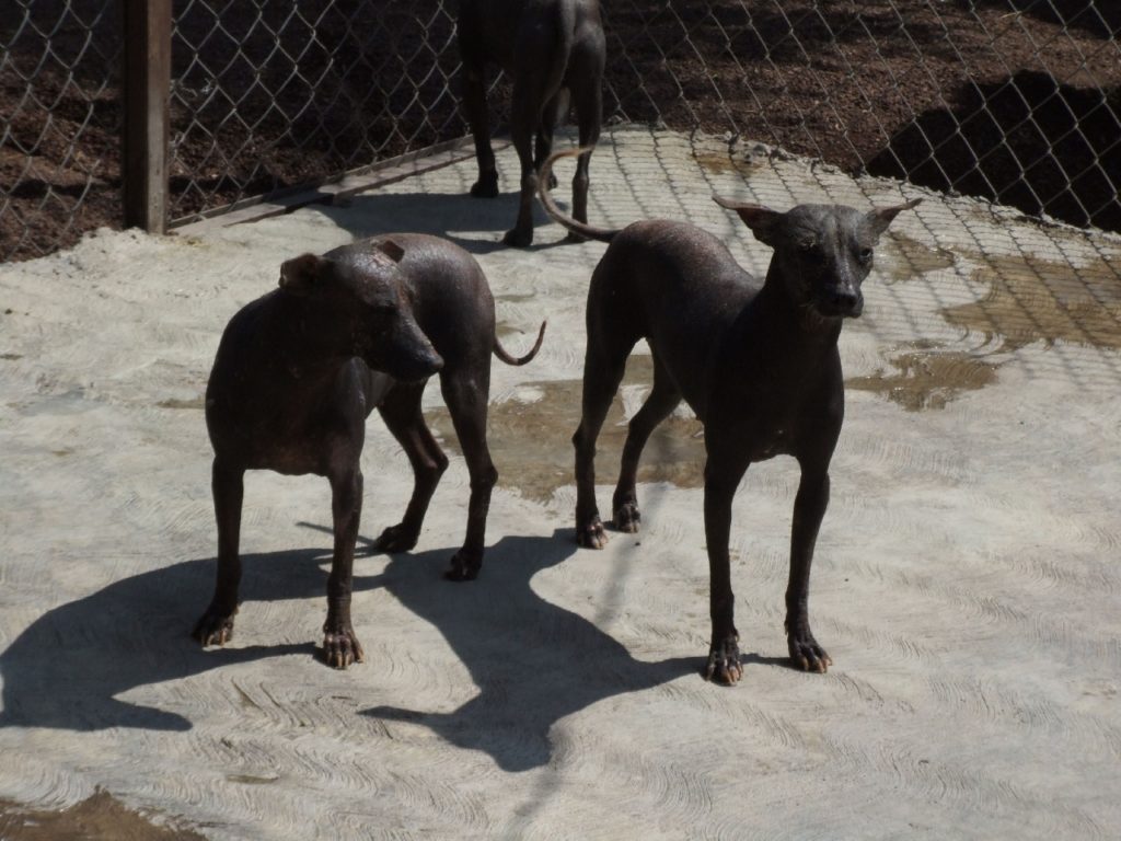 Mexikanischer Nackthund - Xoloitzcuintle