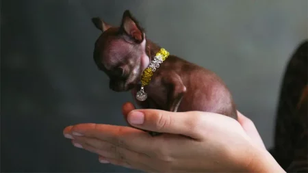 Kleinster Hund der Welt