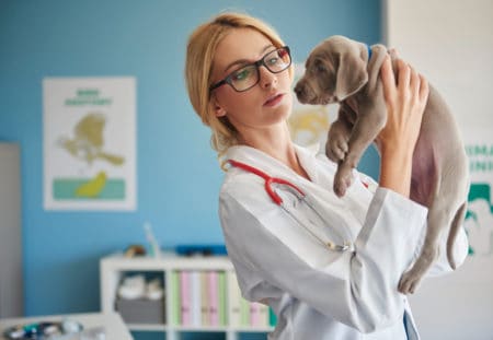 Warzen beim Hund Tierarzt