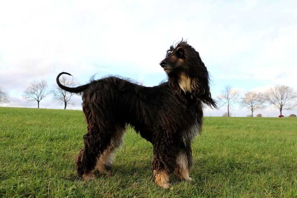 Afghanischer Windhund