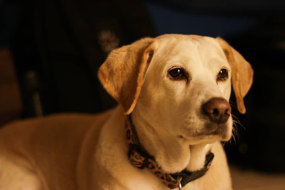 Beagador - Labrador Beagle Mix