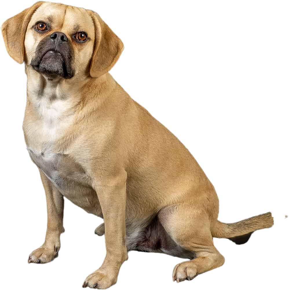 Orient kursiv Tag det op Die 25 Beliebtesten Mischlingshunde Rassen (Mit Bildern)