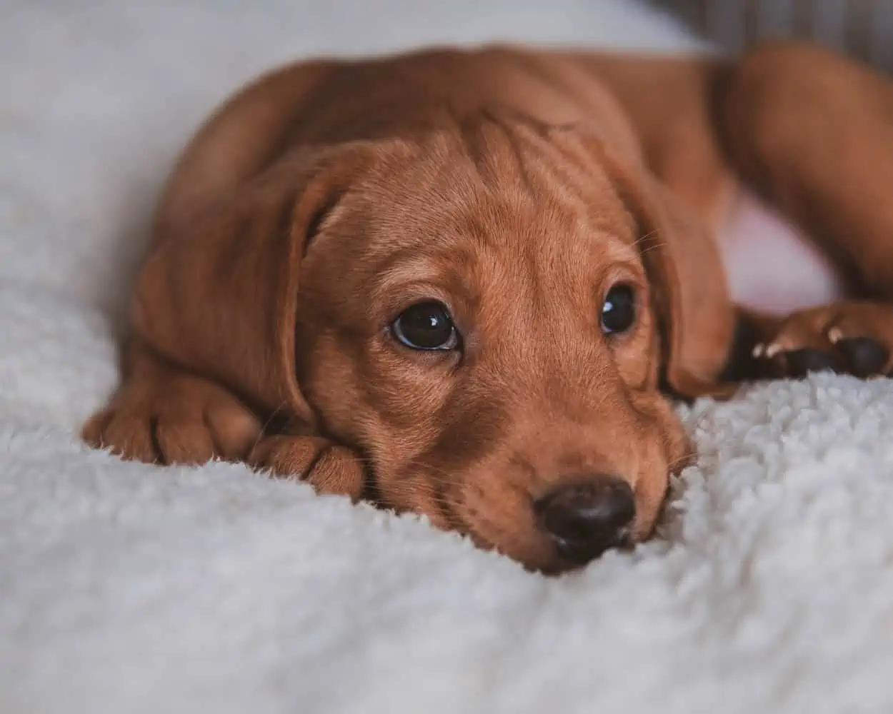 Hunderassen - happyhunde.de