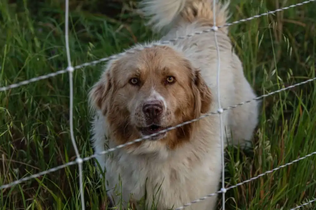 Hütehund Rassen