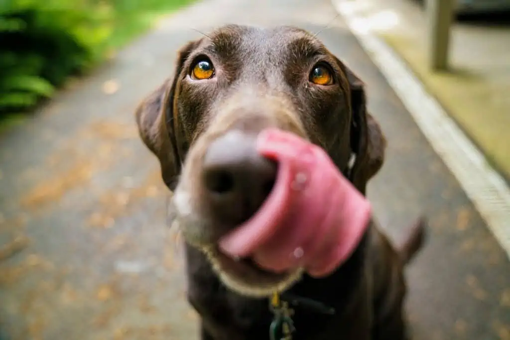 Sodbrennen beim Hund