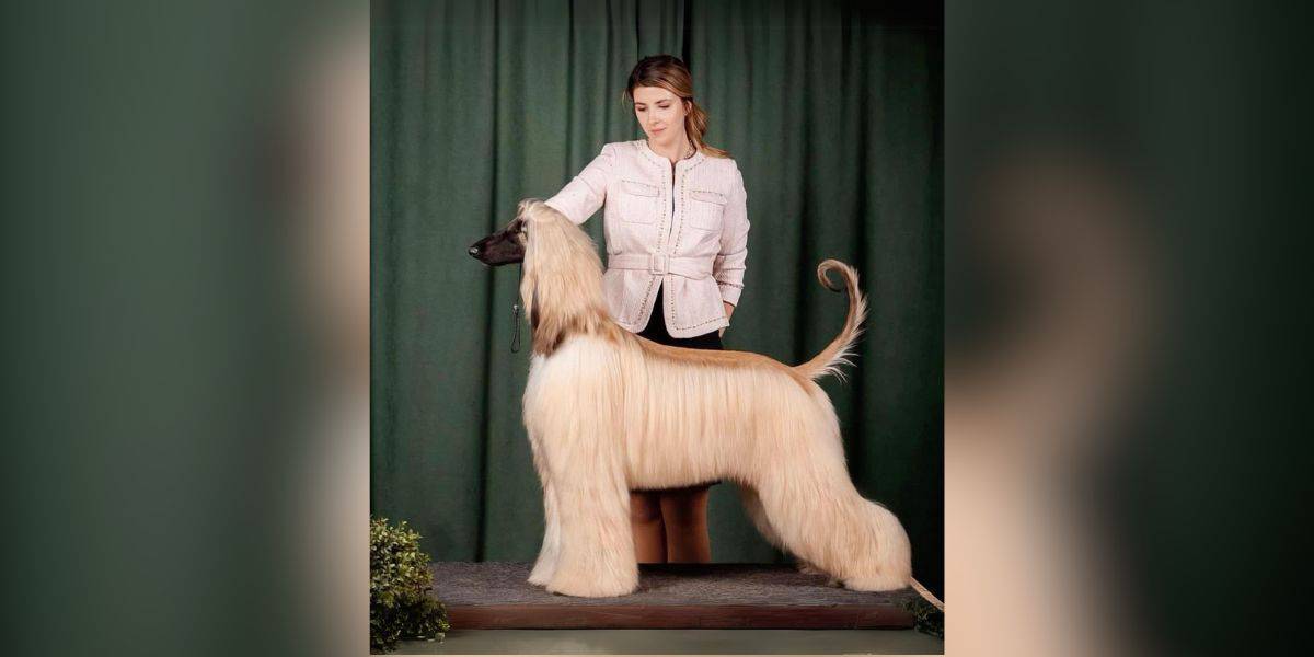 Wie Viel Kostet Der Teuerste Hund Der Welt Das sind die 10 teuersten Hunderassen der Welt (mit Bildern)