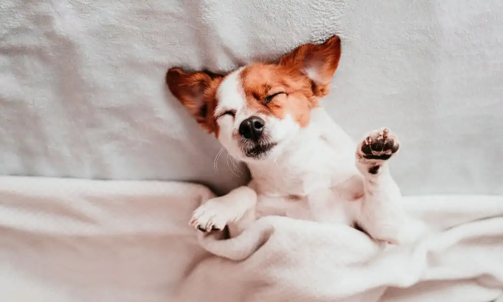 5 Gründe, wieso Du Dein Bett mit Deinem Hund teilen solltest