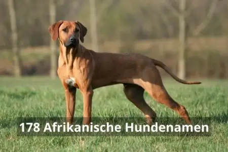 afrikanische Hundenamen