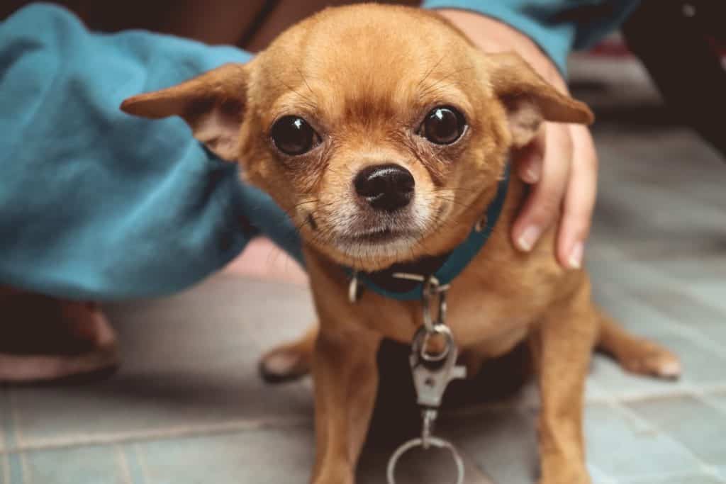 Chihuahua rassen arten