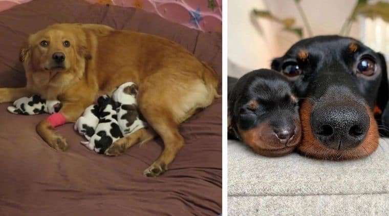 So süß: Diese 20 Bilder von stolzen Hunde-Mamas und ihren Welpen lassen alle Herzen schmelzen
