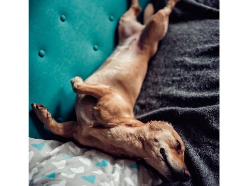 7 Schlafpositionen von Hunden und Bedeutung dahinter Bildern)