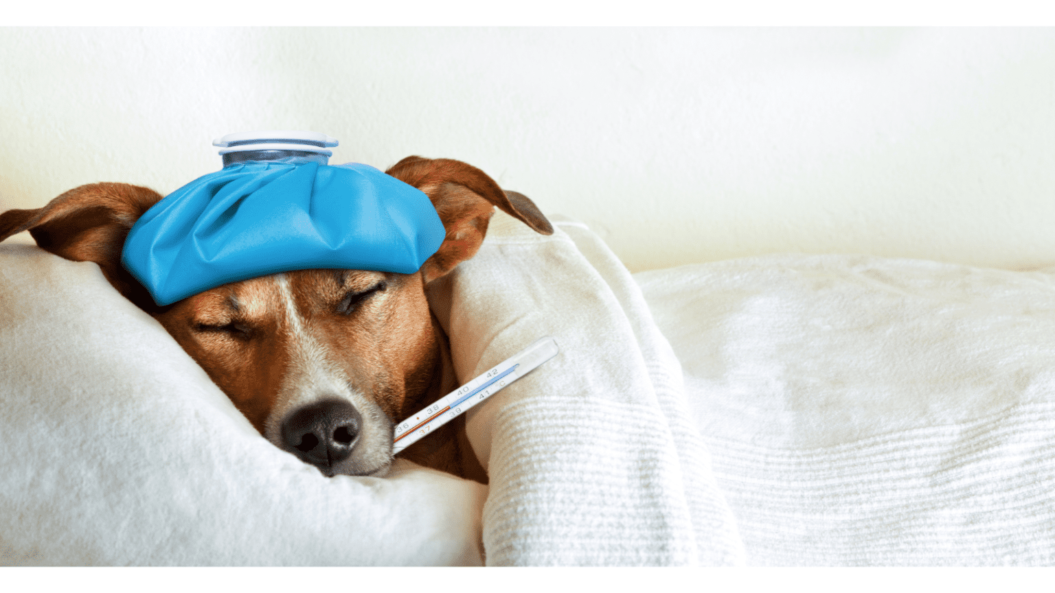 Nächtlicher Durchfall beim Hund Ursachen, Hausmittel &amp; Tipps