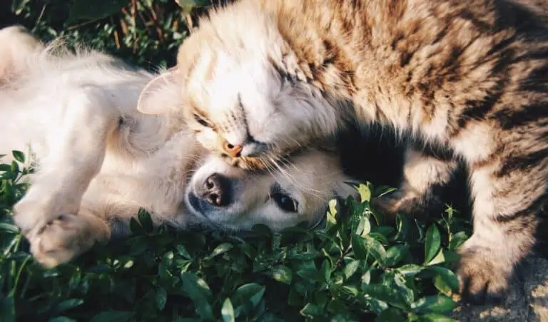 Diese 4 Dinge solltest du beachten, wenn du Hund und Katze hast