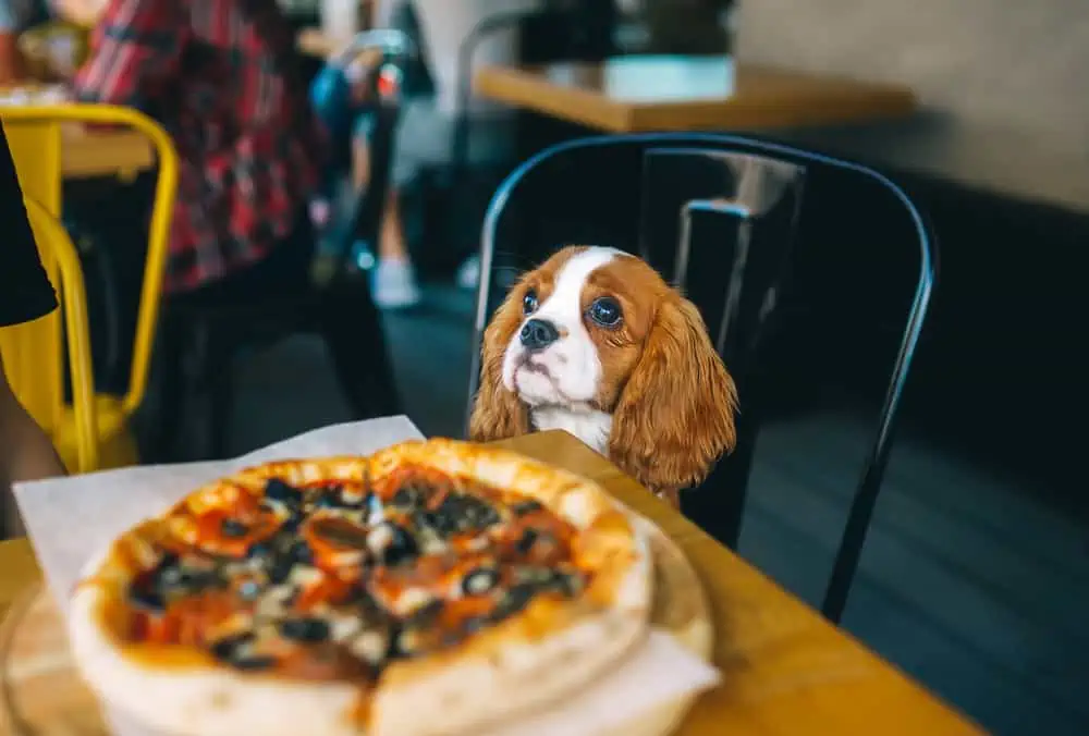 Dürfen Hunde Pizza Essen