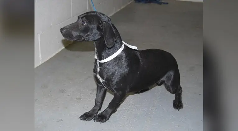 Dachsador Labrador Dackel Mix