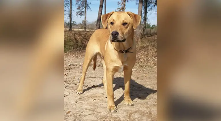 Ridgeback Labrador Mix