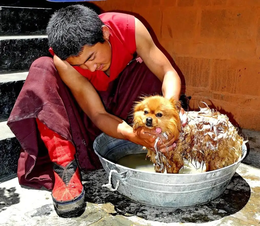 Tibet Hunderassen