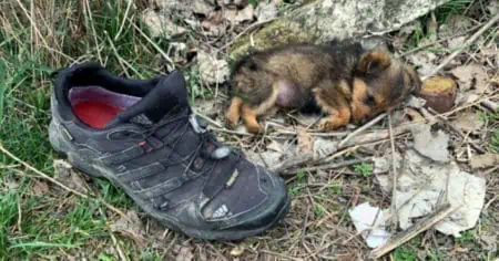 Hunderetter findet abgemagerten Welpen in einem Schuh: Unglaublich, wie er ein Jahr später aussieht